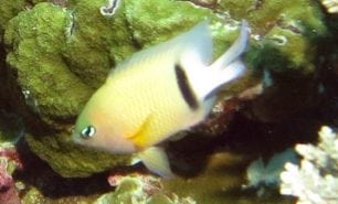 Damselfish dicksdamsel ci fci