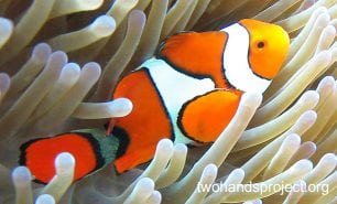 Damselfish eastern clown anemonefish gbr hp
