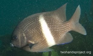 Damselfish girdled scalyfin nsw hp