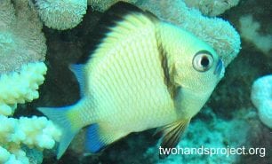 Damselfish headband humbug gbr hp