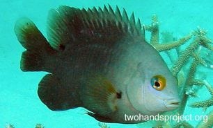 Damselfish immaculate damsel gbr hp
