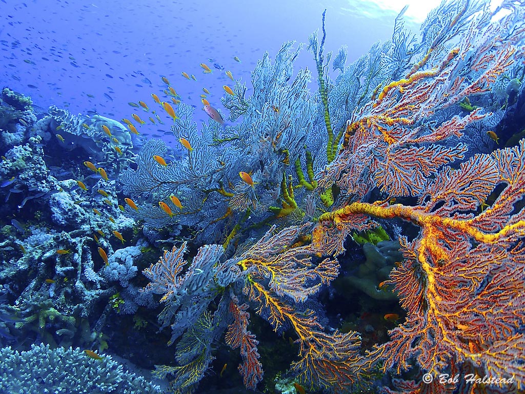 On top of Carls Ultimate – orange sea fans and anthias abound at Eastern Fields, aboard the MV Golden Dawn. Scuba dive holiday, travel planning tips for PNG - where, when, who and how