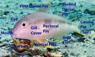 Fish features