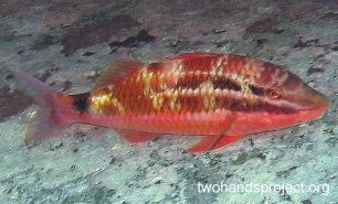 Goatfish blackspot goatfish nsw hp