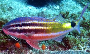 Goatfish blackspot goatfish nsw