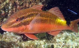 Goatfish blackspot goatfish breeding colours nsw hp