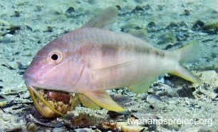 Goatfish blue lined goatfish juv nsw hp