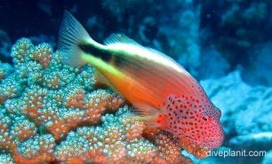 Hawkfish freckled hawkfish ci