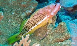 Hawkfish ornate hawkfish ci fci