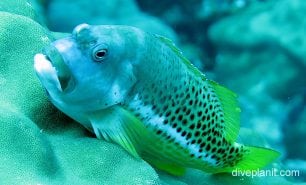Hawkfish ornate hawkfish ci fci