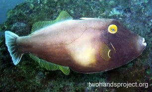 Leatherjacket black reef leatherjacket hp