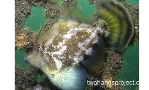 Leatherjacket fan belly leatherjacket hp