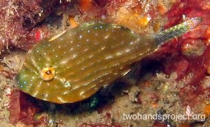Leatherjacket pygmy leatherjacket hp