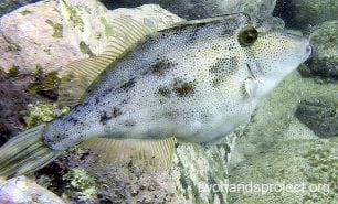 Leatherjacket rough leatherjacket hp