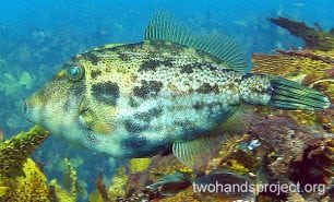 Leatherjacket rough leatherjacket hp