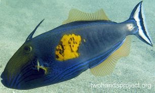 Leatherjacket six spine leatherjacket male hp