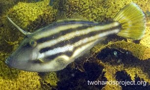 Leatherjacket six spine leatherjacket female hp