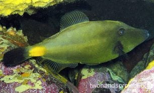 Leatherjacket yellow stripe leatherjacket hp