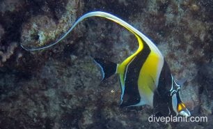 Moorish idol moorish idol lei