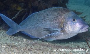 Morwong blue morwong nsw hp