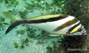 Morwong crested morwong nsw