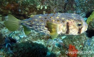 Porcupinefish three banded porcupinefish nswn