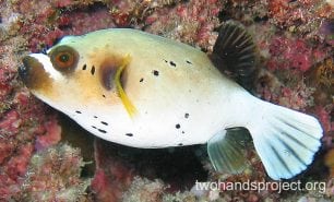 Pufferfish blackspotted pufferfish female hp