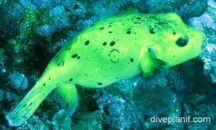 Pufferfish blackspotted pufferfish yellow ci fci