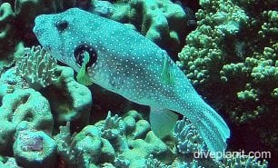 Pufferfish stars and stripes pufferfish cki g