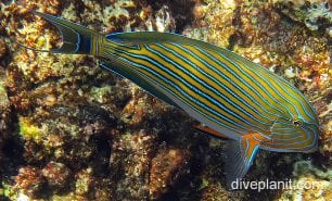 Surgeonfish bluelined surgeonfish ci fci