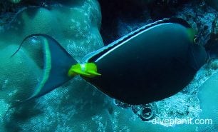 Surgeonfish bluespine surgeonfish ci fci