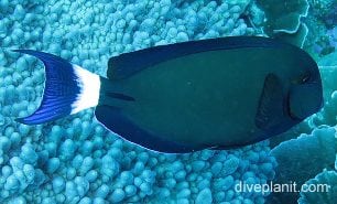 Surgeonfish dark surgeon cki