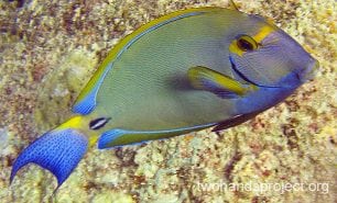 Surgeonfish pencilled surgeonfish hp