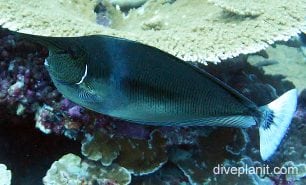 Surgeonfish spottedunicornfish ci fci