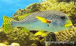 Sweetlips oblique banded sweetlips hp