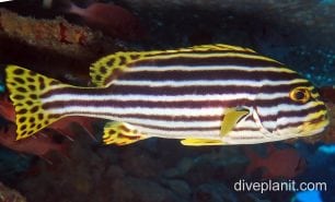 Sweetlips oriental sweetlips ci