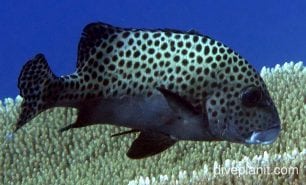 Sweetlips spotted sweetlips cki cki