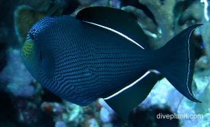 Triggerfish black triggerfish ci