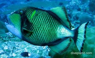 Triggerfish giant triggerfish or titan ci