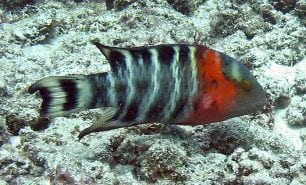 Wrasse banded maori wrasse gbr hp