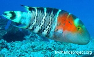 Wrasse banded maori wrasse gbr hp