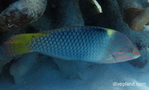 Wrasse checkerboard wrasse cki