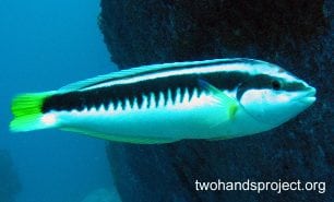 Wrasse comb wrasse nsw hp