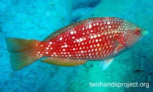 Wrasse crimson banded wrasse female nsw hp
