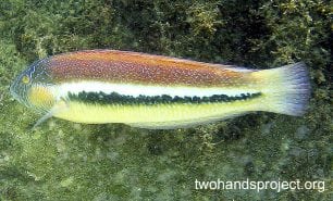 Wrasse maori wrasse nsw hp