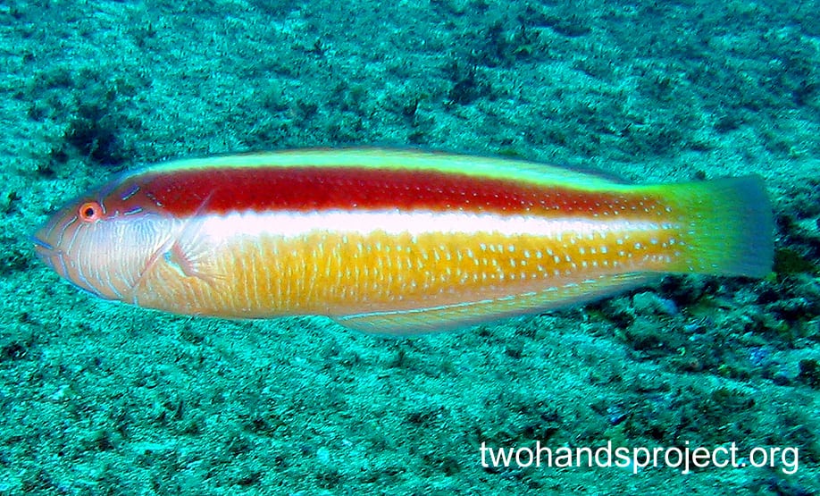 maori-wrasse-opthalmolepsis-lineolata-nsw