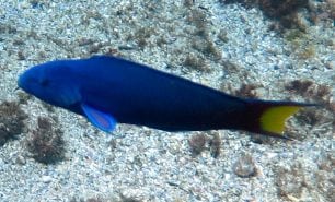 Wrasse moon nsw