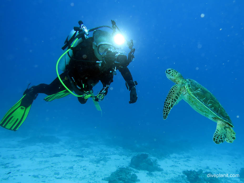 Wreck diving Lady Elliot Island. Turtle attracted to light of scuba diver who's taking it's picture with an underwater camera.