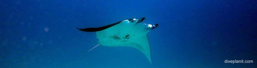Manta soars overhead at wreck diving lady elliot island banner