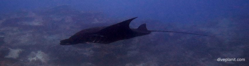 Almost all black manta at wreck diving lady elliot island banner